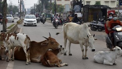 आखिर मूर्त रूप कब लेगी गोठान योजना! गोठानों में पुख्ता इंतजाम नहीं होने से सड़कों पर लग रहा मवेशियों का झुंड चौथा स्तंभ || Console Corptech