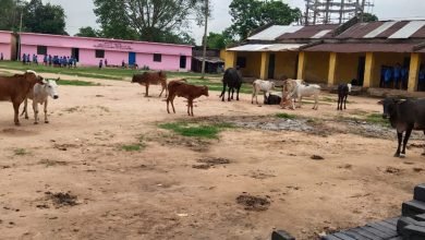 राज्य सरकार के ड्रीम प्रोजेक्ट गोठान में लगा ग्रहण, कोसमंदा स्कूल में बच्चों से ज्यादा गायों की संख्या चौथा स्तंभ || Console Corptech