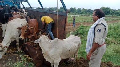 BREAKING NEWS : 30 मवेशियों से भरे ट्रक को मस्तूरी के गो सेवकों ने पकड़कर किया पुलिस के हवाले, गौ तस्करी की जताई जा रही संभावना, जानिए कहा से ले जा रहे थे मवेशी चौथा स्तंभ || Console Corptech