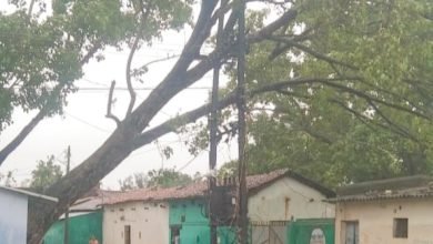 सिवनी चांपा के सारथी मोहल्ले का पुराना पीपल ट्रांसफार्मर पर गिरा, दिन भर गुल रही गांव बिजली चौथा स्तंभ || Kshititech