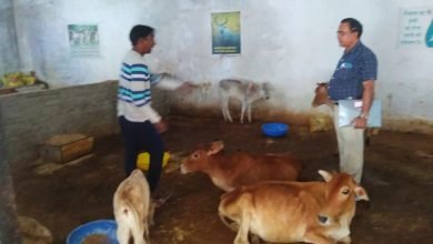 नेक कार्य : दुर्घटना में घायल एवं बीमार गायों के लिए संजीवनी साबित हो रही चांपा की प्रयास सेवा संस्थान चौथा स्तंभ || Kshititech