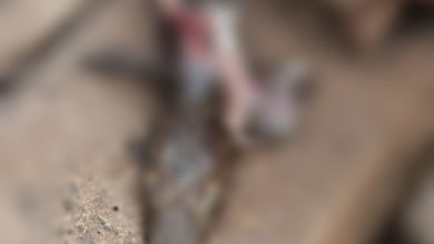 BREAKING NEWS: ट्रेन से कटकर मगरमच्छ के बच्चे की मौत, तालाब से भटककर पहुंच गया था रेलवे ट्रेक पर चौथा स्तंभ || Console Corptech