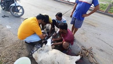 घायल गोमाता के लिए किसी वरदान से कम नहीं चांपा का प्रयास सेवा संस्थान, एक कॉल से होता है दुर्घटना में घायल गाय का इलाज चौथा स्तंभ || Console Corptech