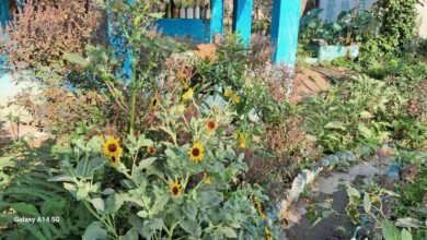 एक सूर्यमुखी पेड़ पर 50 से अधिक खिले फूल, किसान स्कूल परिसर में लगे इस दुर्लभ प्रजाति की सूर्यमुखी पर चल रहा अनुसंधान चौथा स्तंभ || Console Corptech