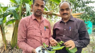 जामुन का सत्यापन करने किसान स्कूल पहुँचे लखनऊ के वैज्ञानिक डॉ अंशुमान सिंह चौथा स्तंभ || Console Corptech