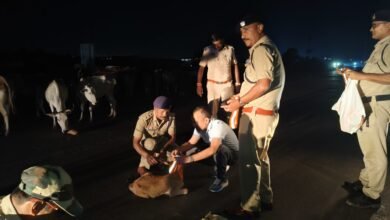 सड़क पर मवेशी छोड़ने वालों पर अब होगी सख्त कार्रवाई, जुर्माना और FIR की तैयारी चौथा स्तंभ || Console Corptech