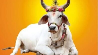 हिन्दू धर्म और संस्कृति की आत्मा है गौमाता, आज गोपाष्टमी विशेष चौथा स्तंभ || Console Corptech