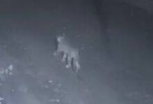 मदनपुरगढ़ में तेंदुए का आतंक! गांव के एक कुत्ते पर तेंदुए ने किया हमला चौथा स्तंभ || Console Corptech