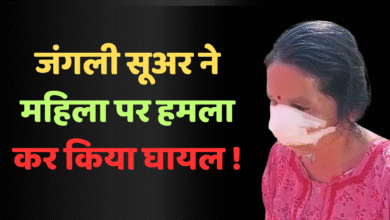 डोंगाकोहरौद में महिला पर जंगली सूअर का हमला, चेहरे पर गंभीर चोटें, ग्रामीणों में दहशत फैल गई चौथा स्तंभ || Console Corptech