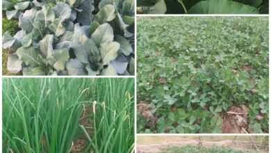 किसान स्कूल में राज्य स्तरीय भाजी महोत्सव 10 दिसम्बर को, महोत्सव में कलेक्टर, एसपी सीईओ समेत जनप्रतिनिधि होंगे शामिल चौथा स्तंभ || Console Corptech