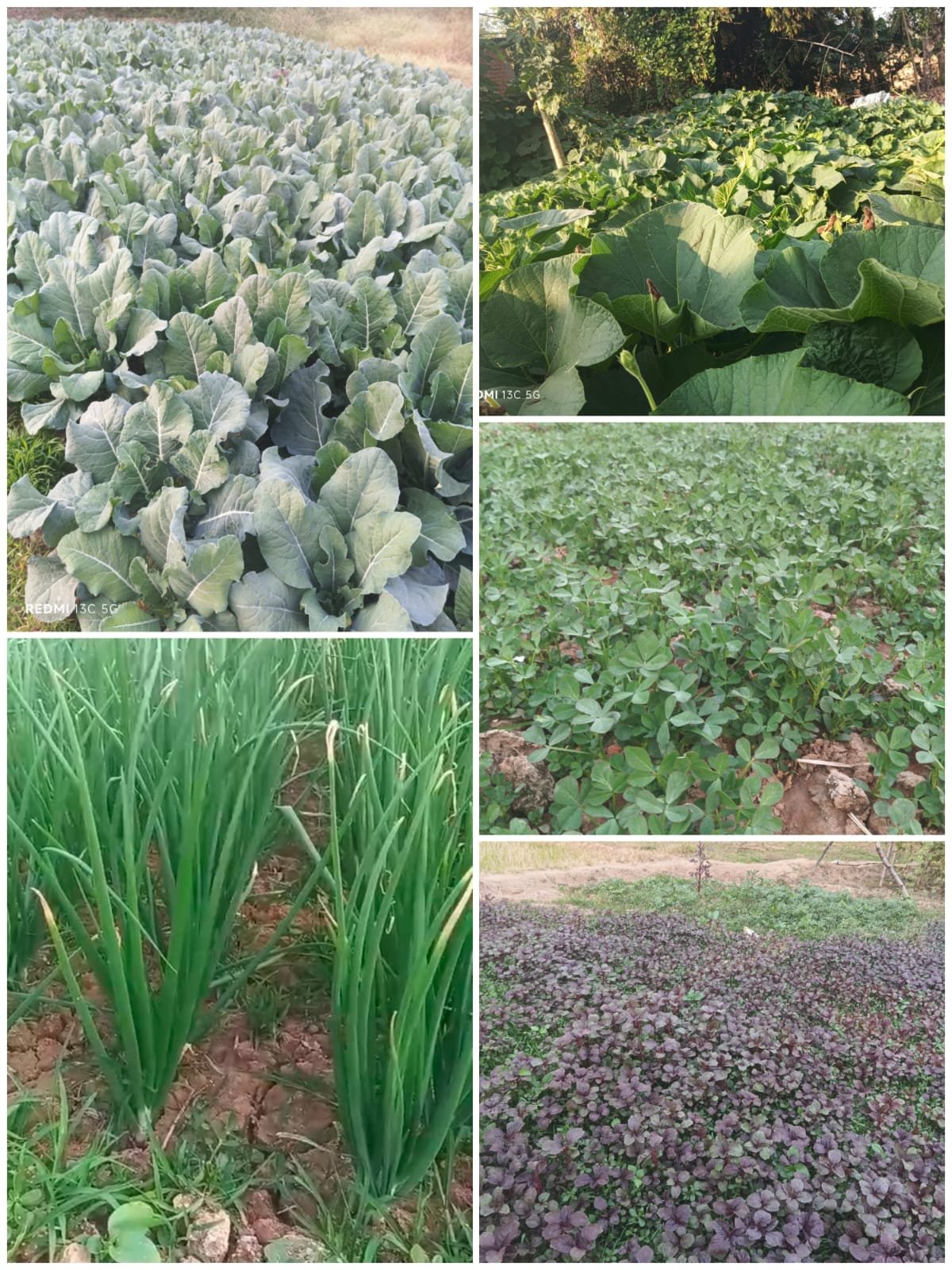 किसान स्कूल में राज्य स्तरीय भाजी महोत्सव 10 दिसम्बर को, महोत्सव में कलेक्टर, एसपी सीईओ समेत जनप्रतिनिधि होंगे शामिल चौथा स्तंभ || Console Corptech