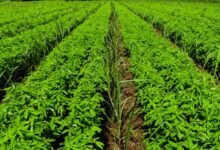 हरी खाद के उपयोग से खेती में होगा लाभ चौथा स्तंभ || Console Corptech