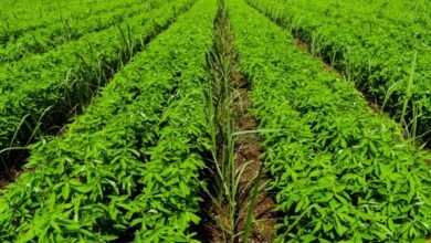 हरी खाद के उपयोग से खेती में होगा लाभ 6 हरी खाद के उपयोग से खेती में होगा लाभ चौथा स्तंभ || Console Corptech