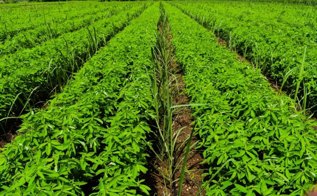 हरी खाद के उपयोग से खेती में होगा लाभ चौथा स्तंभ || Console Corptech