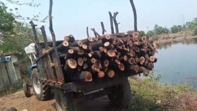 पेड़ों की ‘नीलामी’ या सिंचाई विभाग का खेल? 15 हरे पेड़ों की कटाई के बाद ट्रैक्टर-ट्रॉली में लोड, 40 हजार की सौदेबाजी अफसर अनजान चौथा स्तंभ || Kshititech