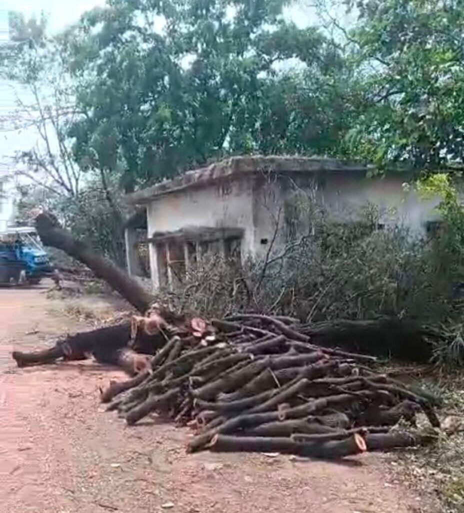 पेड़ों की ‘नीलामी’ या सिंचाई विभाग का खेल? 15 हरे पेड़ों की कटाई के बाद ट्रैक्टर-ट्रॉली में लोड, 40 हजार की सौदेबाजी अफसर अनजान 2 पेड़ों की ‘नीलामी’ या सिंचाई विभाग का खेल? 15 हरे पेड़ों की कटाई के बाद ट्रैक्टर-ट्रॉली में लोड, 40 हजार की सौदेबाजी अफसर अनजान चौथा स्तंभ || Kshititech