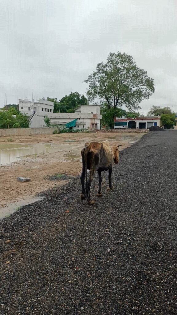 दलदल में फंसी गौ माता को प्रयास सेवा संस्थान के जांबाजों ने सुरक्षित बाहर निकाला चौथा स्तंभ || Kshititech
